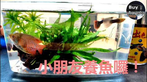 小朋友養魚